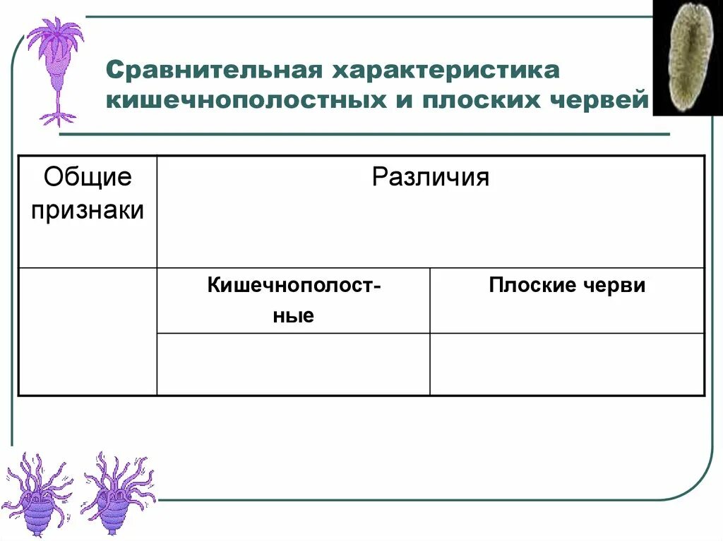 Сравнение кишечнополостных и плоских червей 7 класс. Сравнение кишечнополостных и плоских червей таблица 7. Сравнение кишечнополостных и плоских червей таблица. Сравнительная характеристика Кишечнополостные и плоские черви.