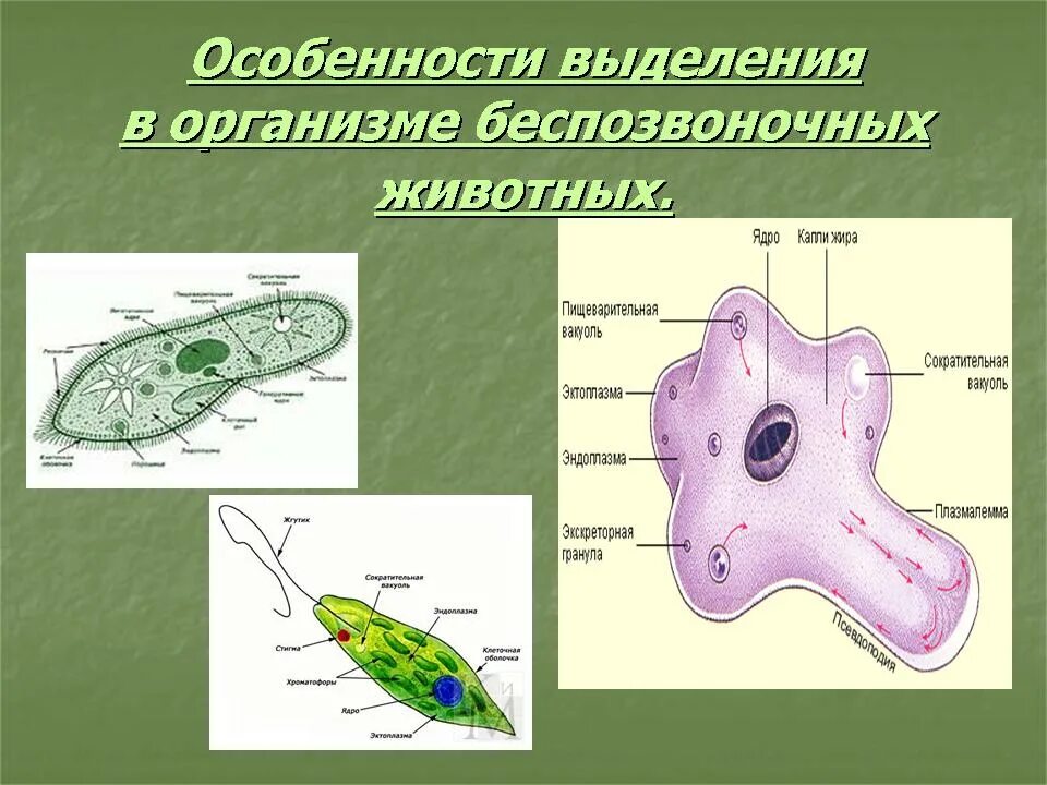 Выделение осуществляется через. Выделительная система животных 6 класс. органы выделения у животных. выделение у беспозвоночных животных. выделительная система беспозвоночных.