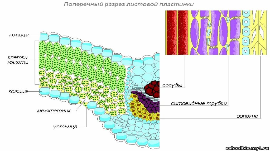 Какие клетки образуются листовую пластинку. Поперечный разрез листовой пластинки. Клеточное строение листовой пластинки. Строение листовой пластинки. Кожица листовой пластинки.