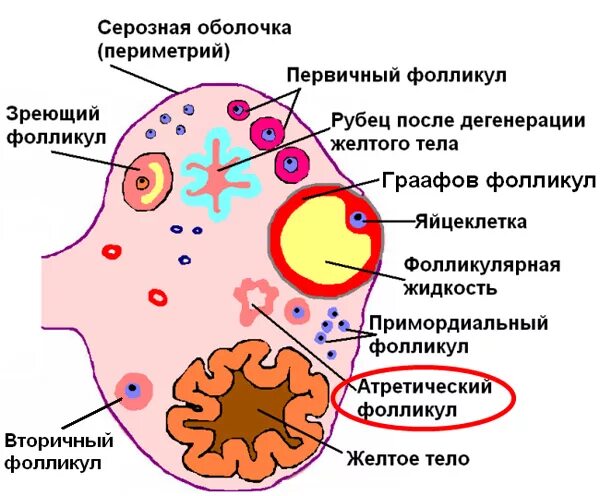 Фаликула