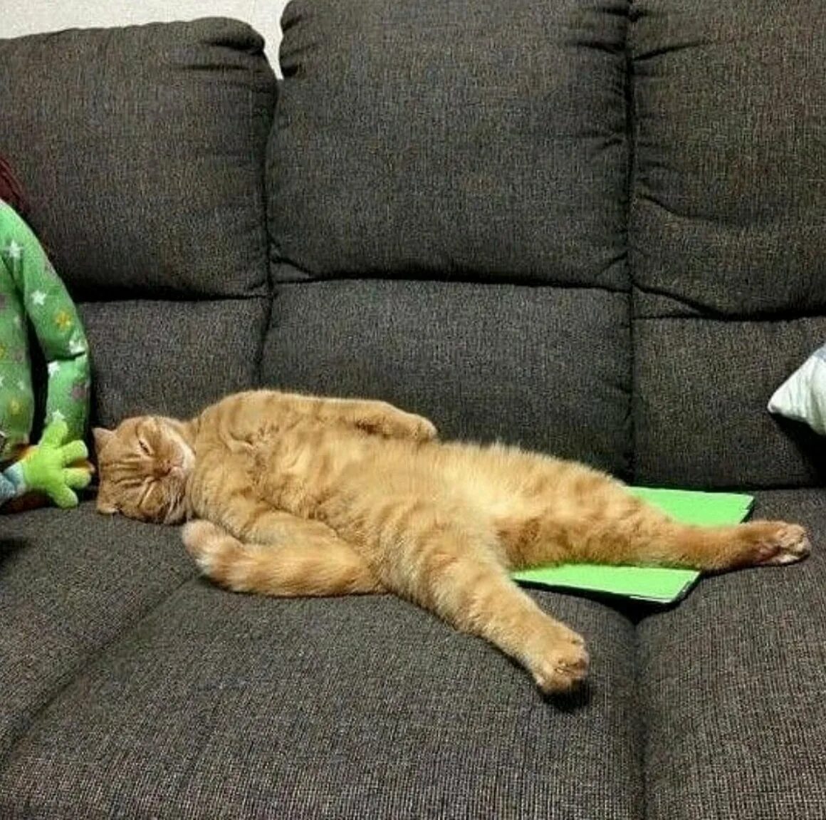 Смешно спящий кот. Смешное видео после работы. Работа в субботу прикол. Прикольные фото про работу. Офисные коты.