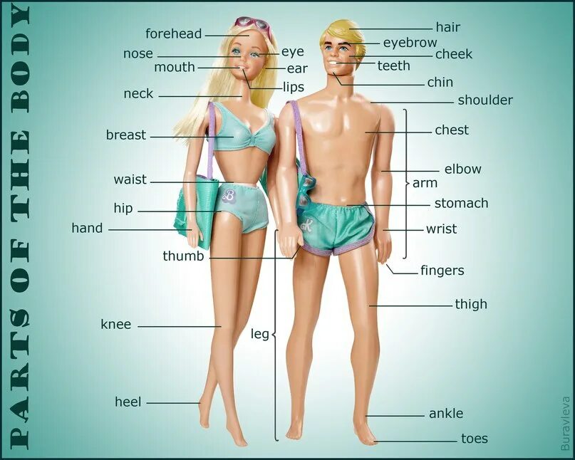 как переводится на русском body. части тела на английском. части тела для детей. название частей тела на английском. части тела на английском с переводом.