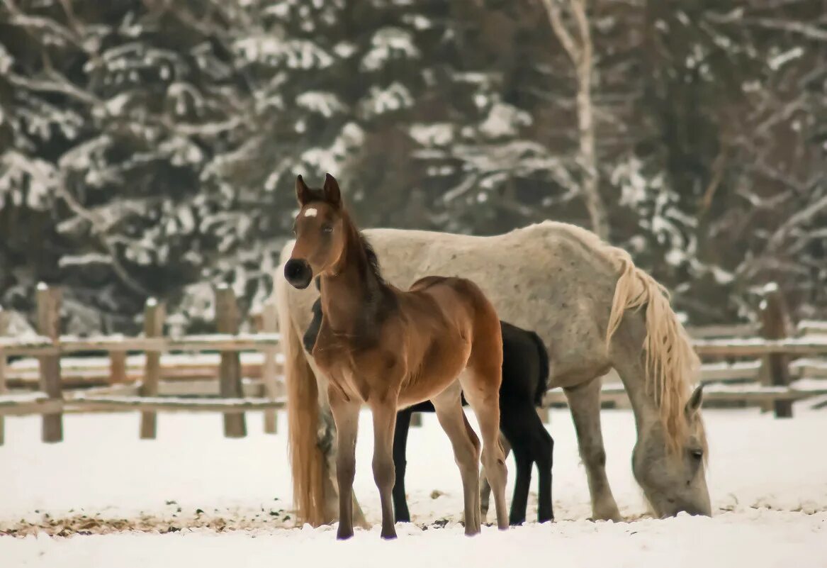 Айширские коровы. Брама светлая колумбийская. Авито бугуруслан животные. Авито бугуруслан животные. Авито бугуруслан животные.