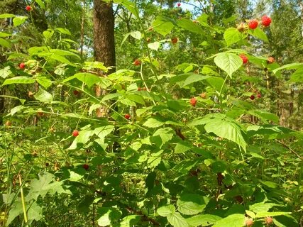 Дикорастущие кустарники краснодарского края