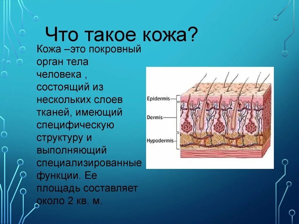 Строение кожи. Кожа человека. Что такое кожа человека определение. Кожа презентация.