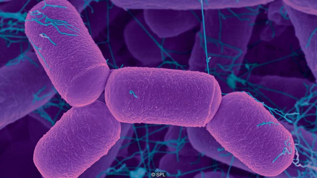 Полезные микроорганизмы. Хорошие бактерии. Микроорганизмы. Микроорганизмы фото. Бактерия в виде колбаски.