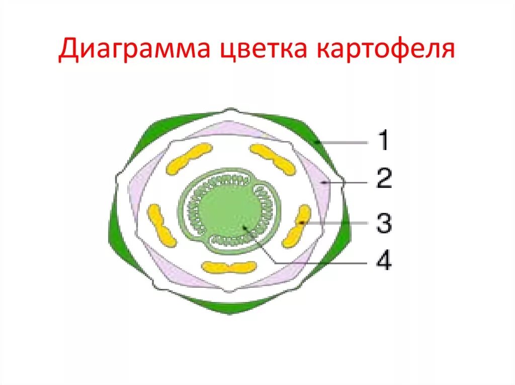 Диаграмма картофель