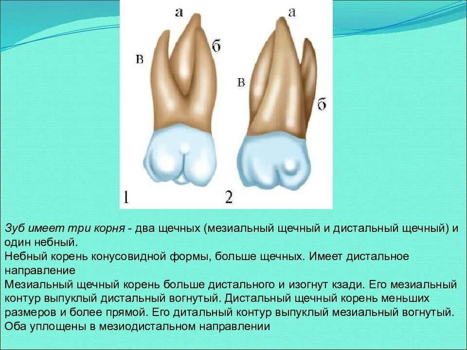 Верхняя шестерка зуб анатомия. Медиально щечный корень 2.6. Медиально щечный корень зуба.