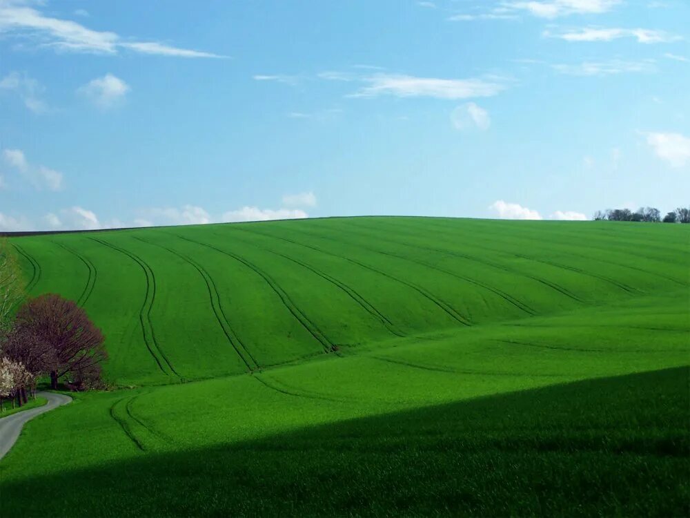 Как выглядит поле. Филдз виндовс хр. поле виндовс. холмы windows xp. поле из windows xp.