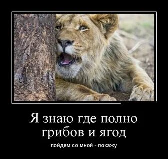 Пойдем покажу
