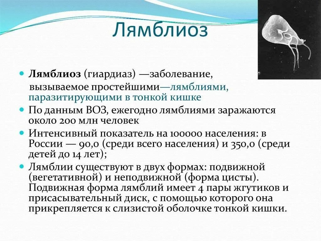 Giardia lamblia путь передачи инфекции. Протозойные инфекции лямблиоз. Лямблия вызывает заболевание.