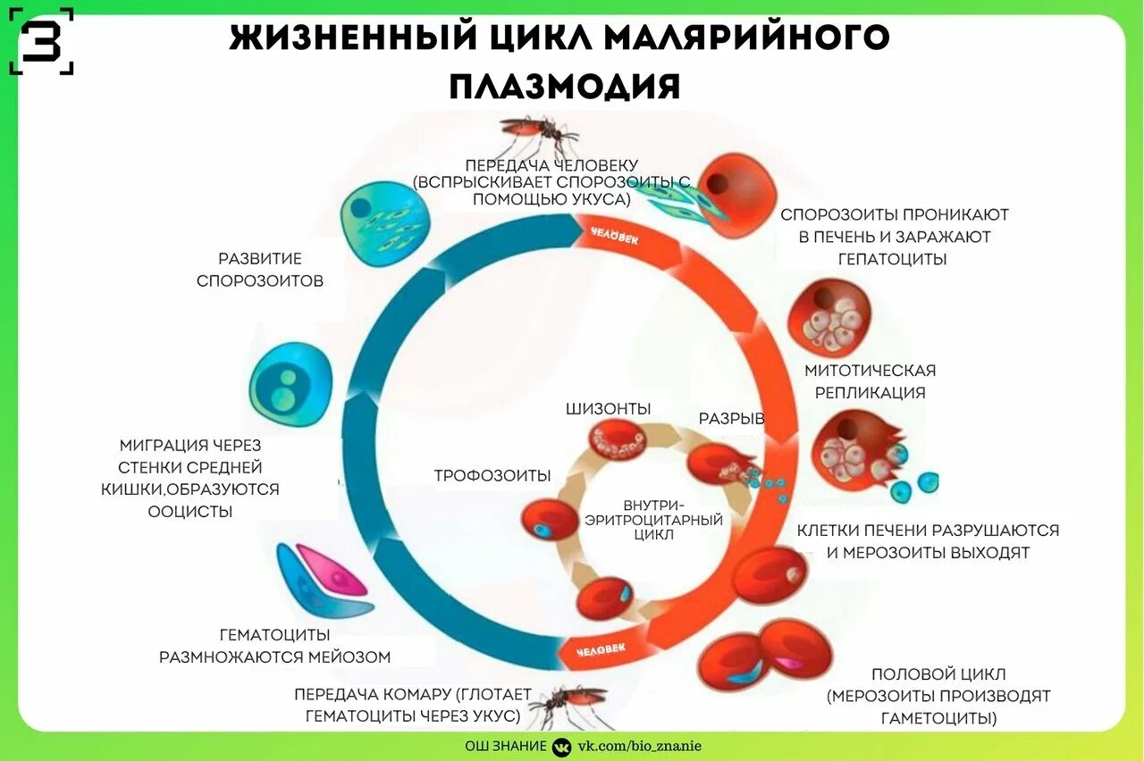 Жизненный цикл малярийного плазмодия. Жизненный цикл малярийного плазмодия ЕГЭ биология. Стадии жизненного цикла малярийного плазмодия. Цикл развития малярийного плазмодия схема.