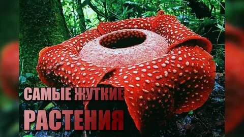 Опасные растения в мире