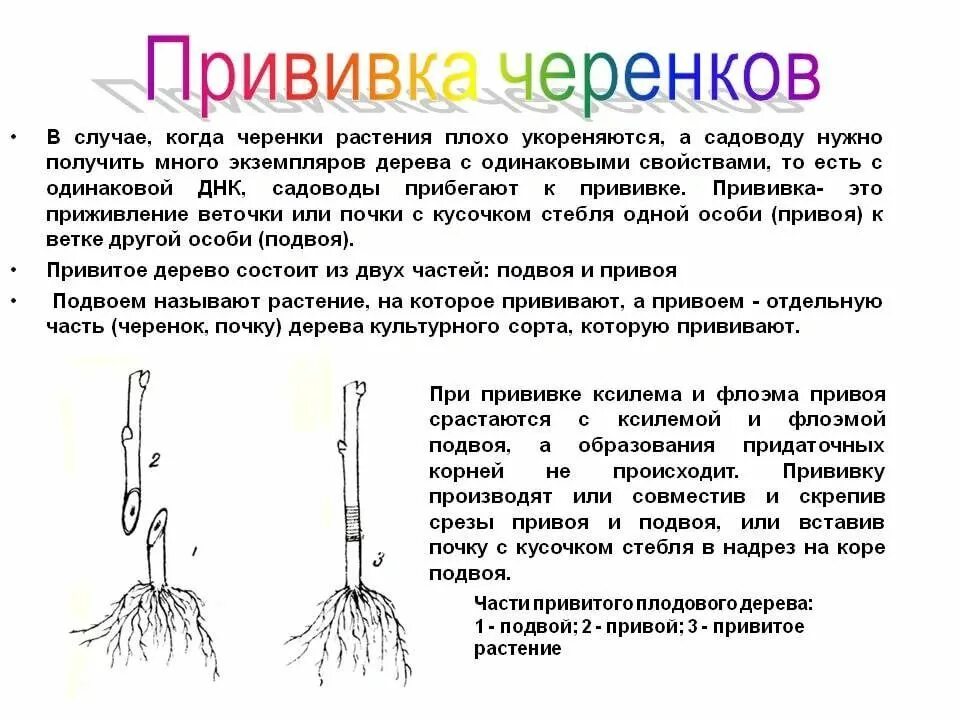 Вегетативное размножение прививкой инструкция. Вегетативное размножение плодовых прививка. Размножение плодовых деревьев черенками. Привой и подвой характеристика. Привой подвой черенок.