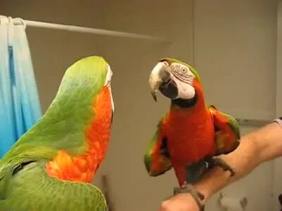 Включи говорящий попугай