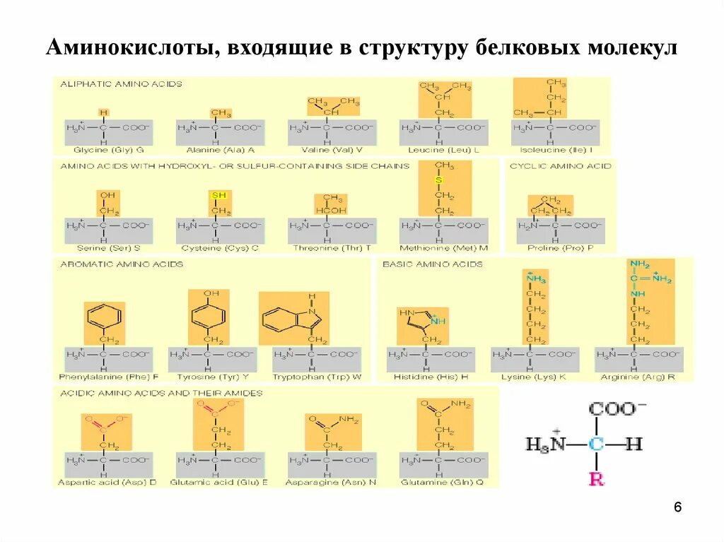 Количество белковых аминокислот. Альфа аминокислоты входящие в состав белков. Белки 20 аминокислот. 20 Аминокислот входящие в состав белков. Формула аминокислот входящих в состав белка.