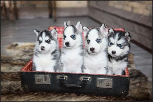 This is What Happens When You Replace Babies With Puppies