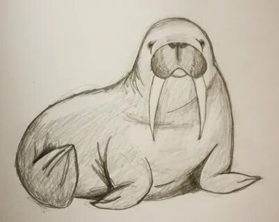 Как рисовать моржа