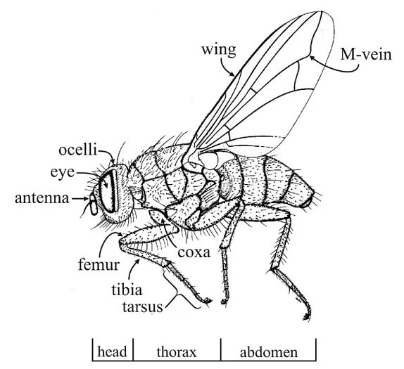 Крылья мухи схема. Внешнее и внутреннее строение двукрылых. Строение двукрылых насекомых. Двукрылые строение крыльев. Строение крыльев двукрылых насекомых.