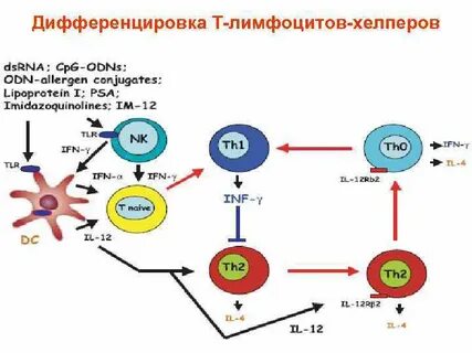 Лимфоциты хелперы