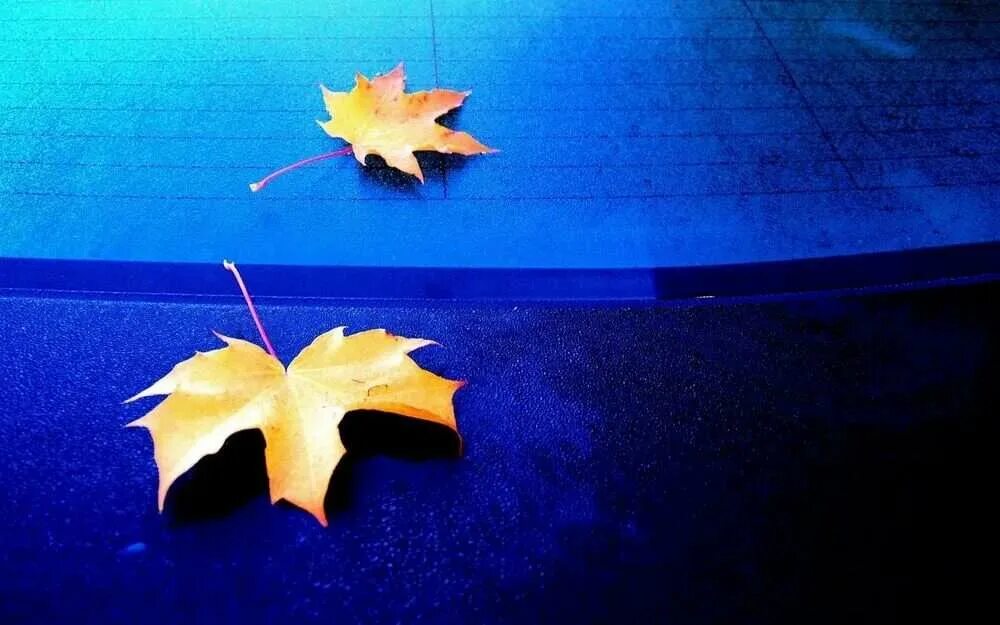 Листья желтые в пруду. Синий фон с листьями. Осенние листья на голубом фоне. Кленовые листья фон. Кленовый лист на синем фоне.