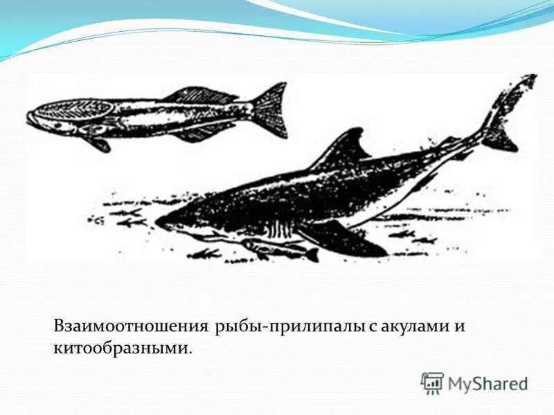 Акула рыба прилипала тип взаимодействия. Рыбы прилипалы и акулы Тип взаимоотношений. Акула и рыба прилипала Тип взаимоотношений. Взаимодействие акулы и рыбы прилипалы. Тип взаимоотношений между акулой и рыбой прилипалой.