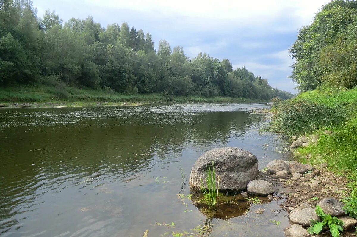 Река Даугава Западная Двина. Река зап Двина. Река Двина Беларусь. Кауровские пороги Западная Двина.
