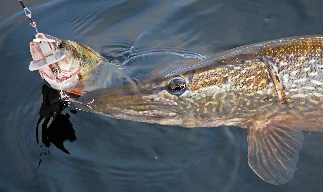 лов рыбы запрещен табличка. запрет на ловлю рыбы. запрет ловли рыбы в беларуси 2024. лов рыбы запрещен. рыбная ловля запрещена.