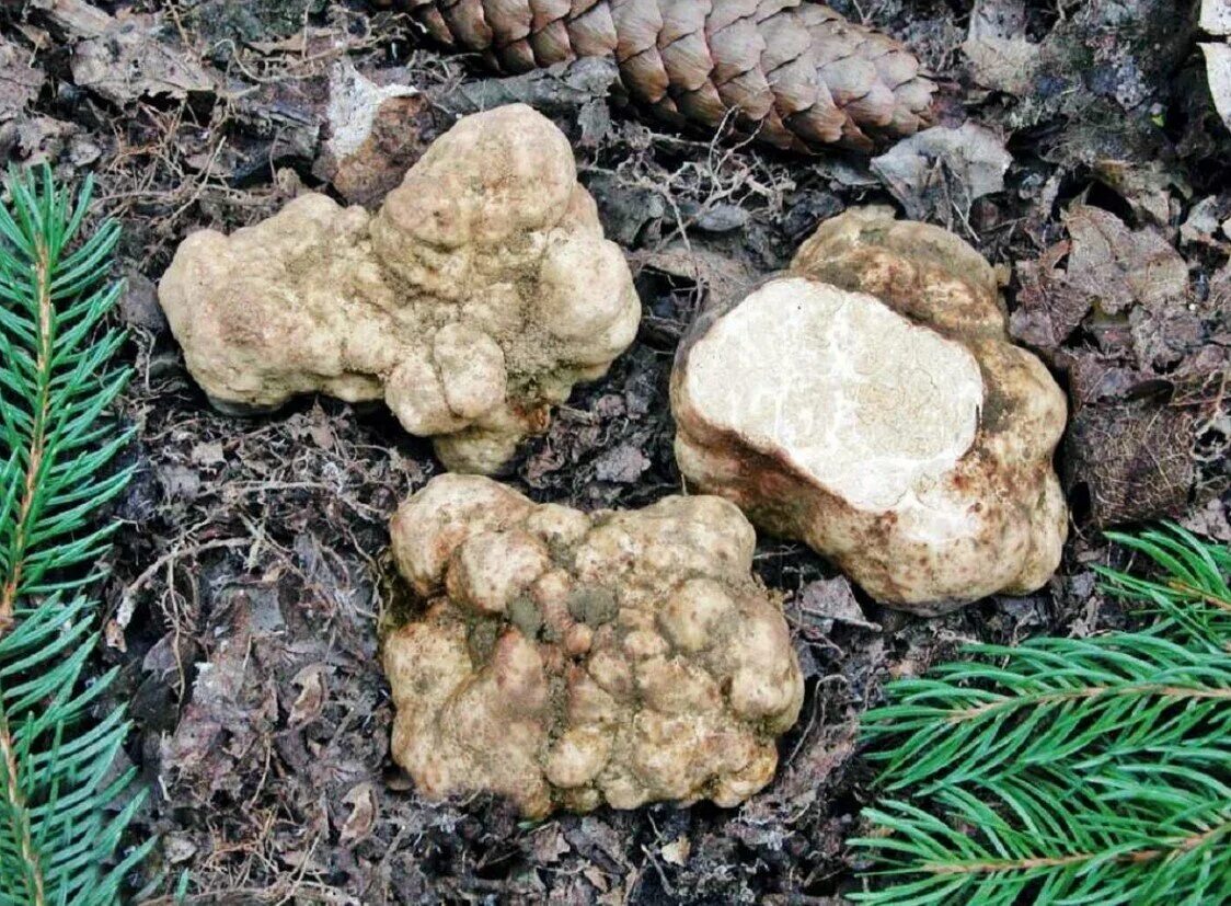 Как выглядит настоящий трюфель 20 г-клубень melanosporum, гриб черный трюфель пьемонтский сухой мицелий eBay