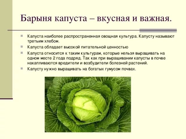 Почему капуста после. Культурные растения капуста. Рассказ о капусте. Сообщение о капусте. Капуста овощная культура.