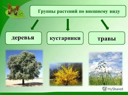 Самая примитивная группа растений