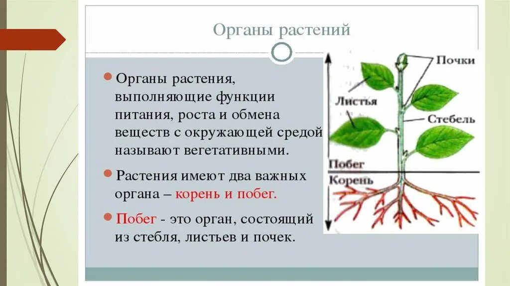 Органы растений. Строение органов растений. Органы растений и их функции. Название органов растений.