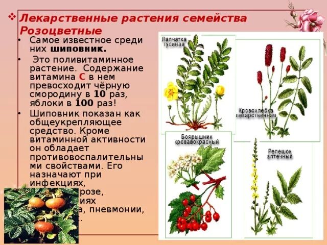 Лекарственные растения из семейства розоцветных. Дикорастущие лекарственные Розоцветные растения. Семейство Розоцветные представители. Шиповник лекарственное растение. Известно что шиповник обыкновенный дикорастущее растение