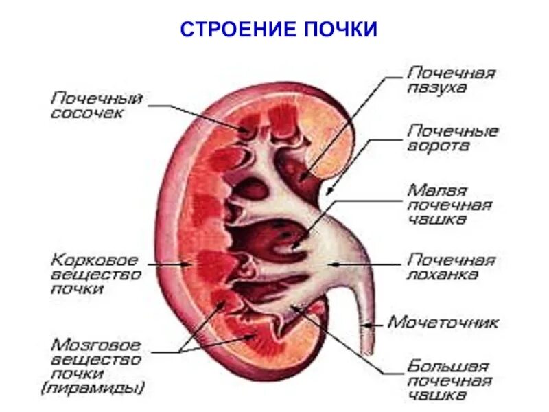 Строение 8. Почечная пазуха анатомия. Строение почки человека биология. Строение почки биология класс. Строение почки человека рисунок с подписями биология.