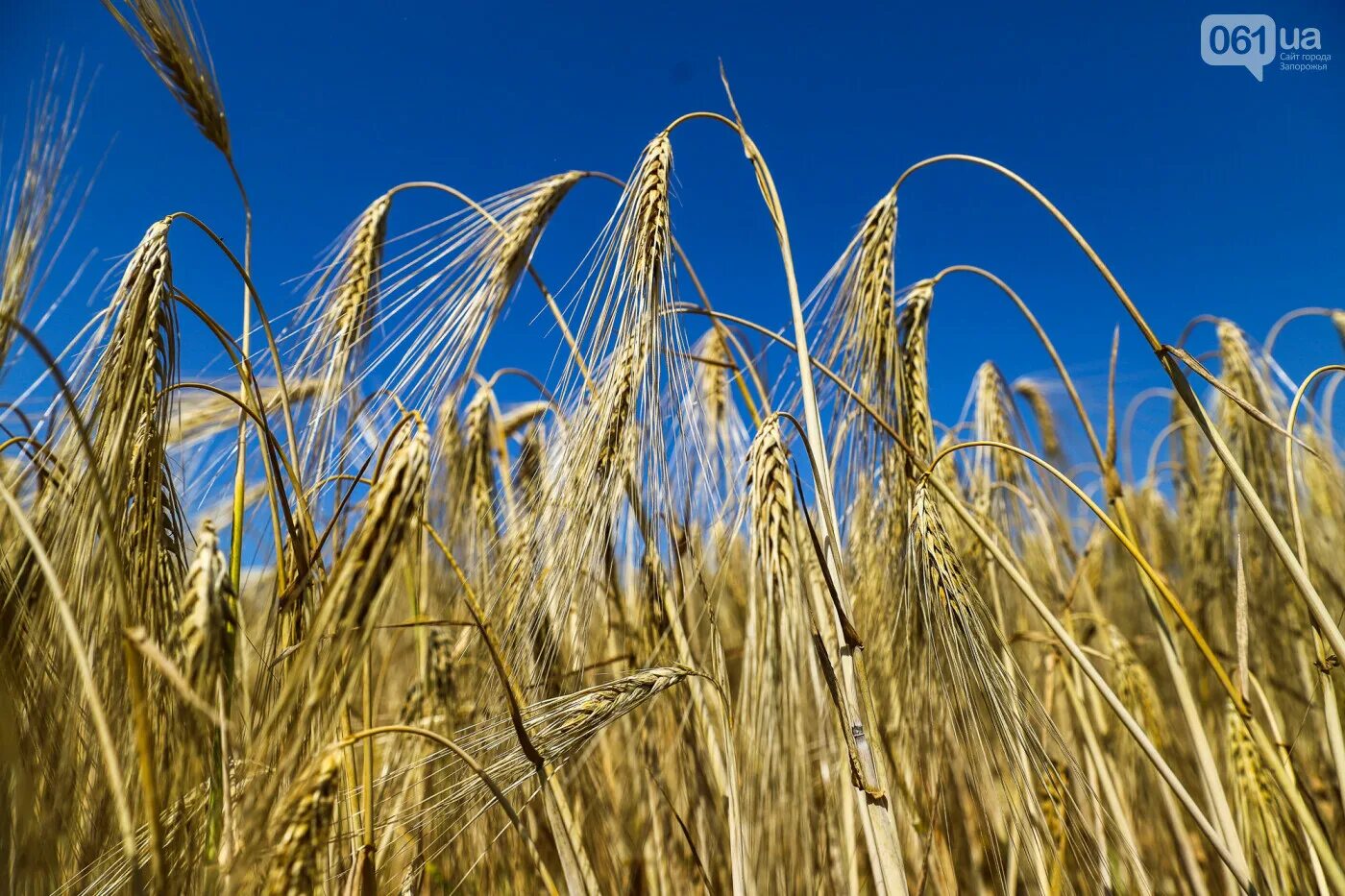 Отличные пшеничные. Злаки — пшеница-однозернянка. Пшеница Континенталь. Урожай пшеницы. Сбор урожая пшеницы.