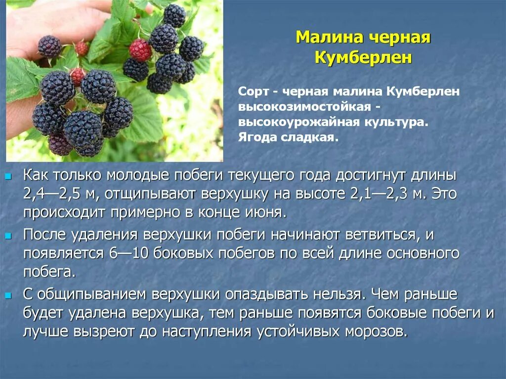 Что содержит ежевика. Что содержит ежевика