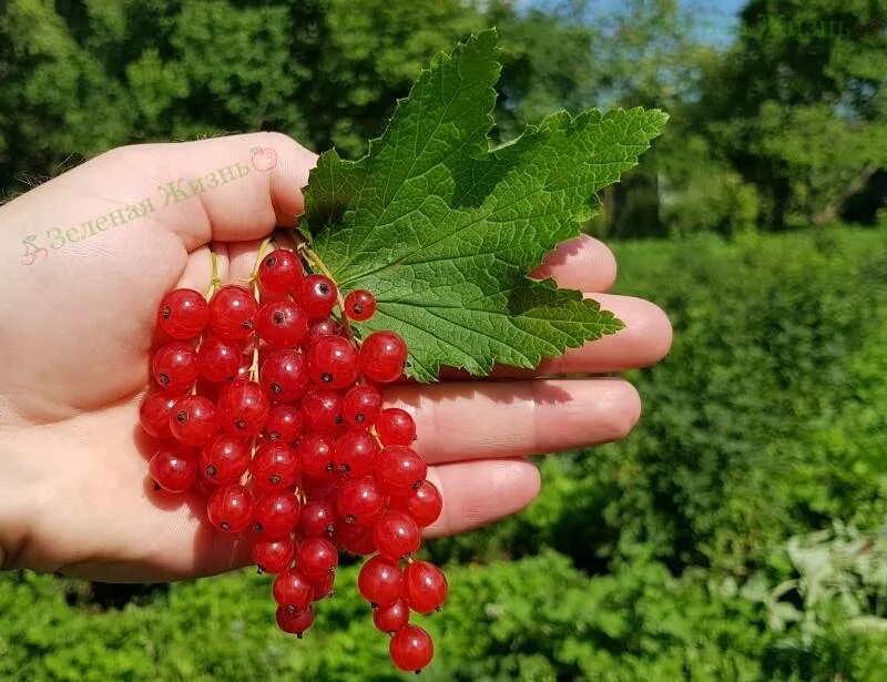 Красная смородина сорт сахарная
