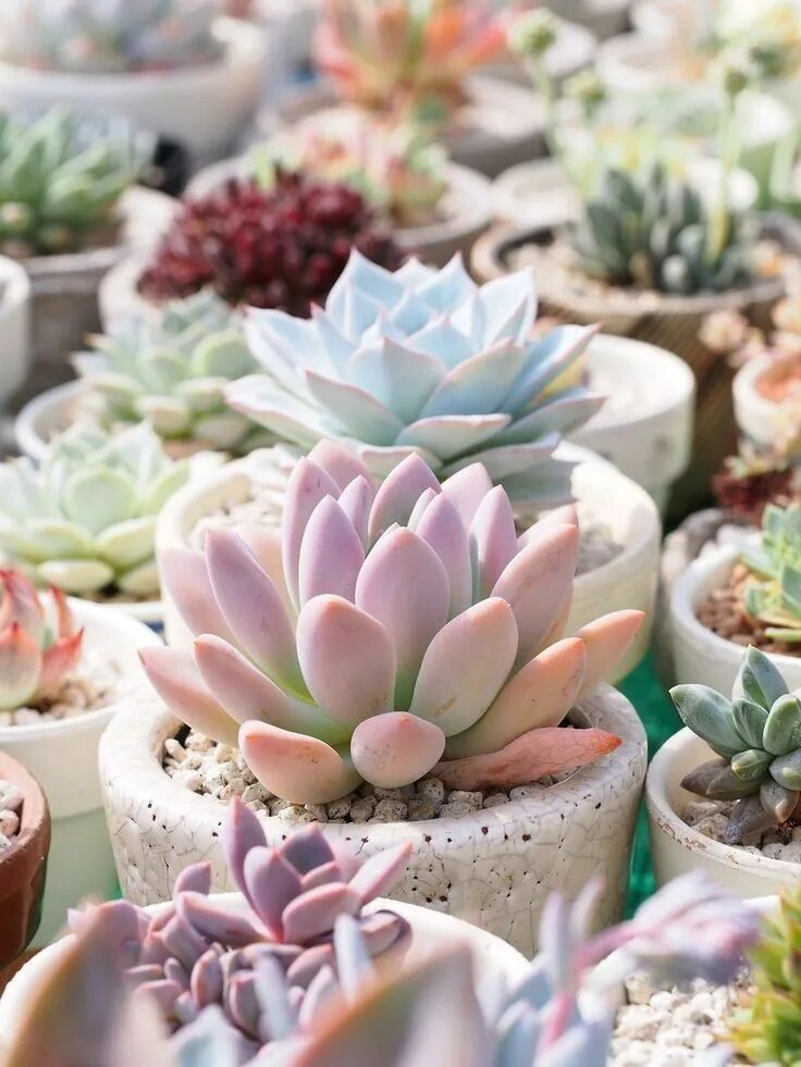 10 Things Nobody Tells You About Succulents - Gardenista Succulent landscaping, 