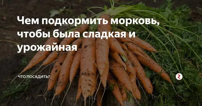 Можно ли лук после моркови. Подкормка моркови в открытом грунте. Чем подкормить морковку. Чем удобрять морковку. Чем можно подкормить морковь.