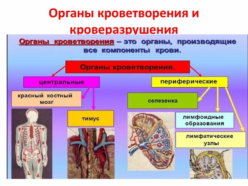 Система органов кроветворения схема. Схема – органы кроветворной системы человека. Система крови кровь органы кроветворения. Заболевания кроветворной системы.