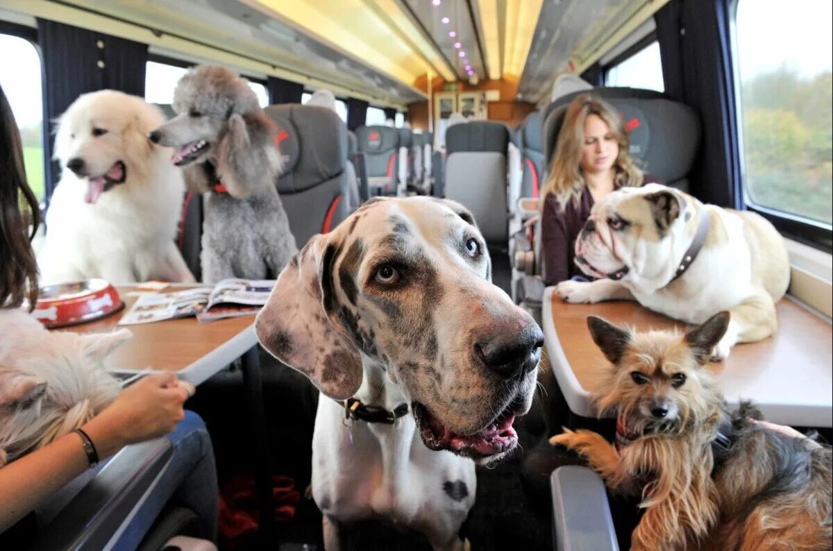 Где в москве можно с собаками. Собака в поезде. Путешествие с животными. Вагон для животных. Вагоны для пассажиров с животными.