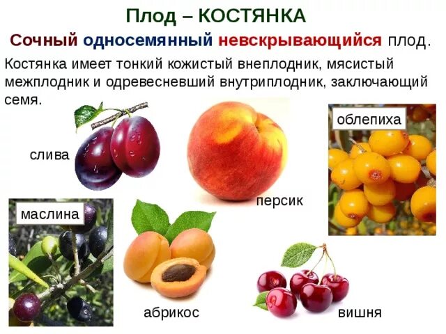 Плод костянка имеет растение