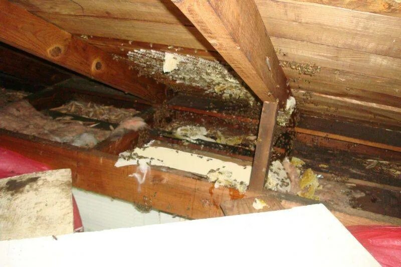 Гнездо под полом. Гнездо под полом. Гнездо под полом. Как отравить осиное гнездо под полом. Пчелиное гнездо на чердаке.