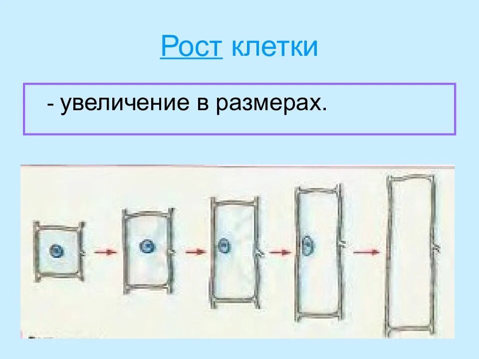 Как происходит рост клетки кратко. Рост клетки осуществляется. Рост клетки 5 класс биология. Рост клетки картинка. Рост клетки растений.