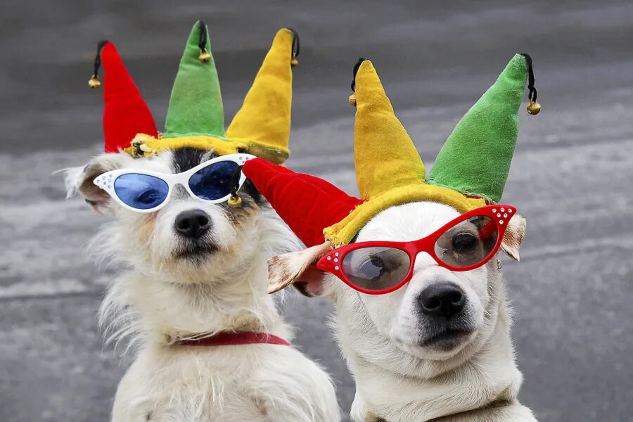 Какие есть праздники животных. Международный день защиты животных. Питание нерпы байкальской. С днем рождения хомячок. 4 октября всемирный день защиты животных.