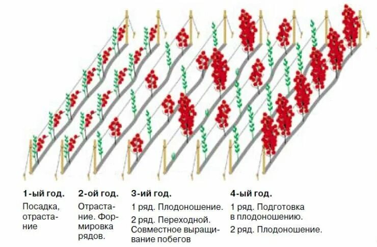 Схема высадки малины. Схема посадки малины в 2 ряда. Схема посадки малины кустами. Схема посадки малины рядами.