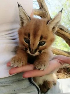 Маленькие домашние кошки