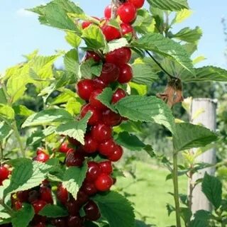 Вишня войлочная сказка