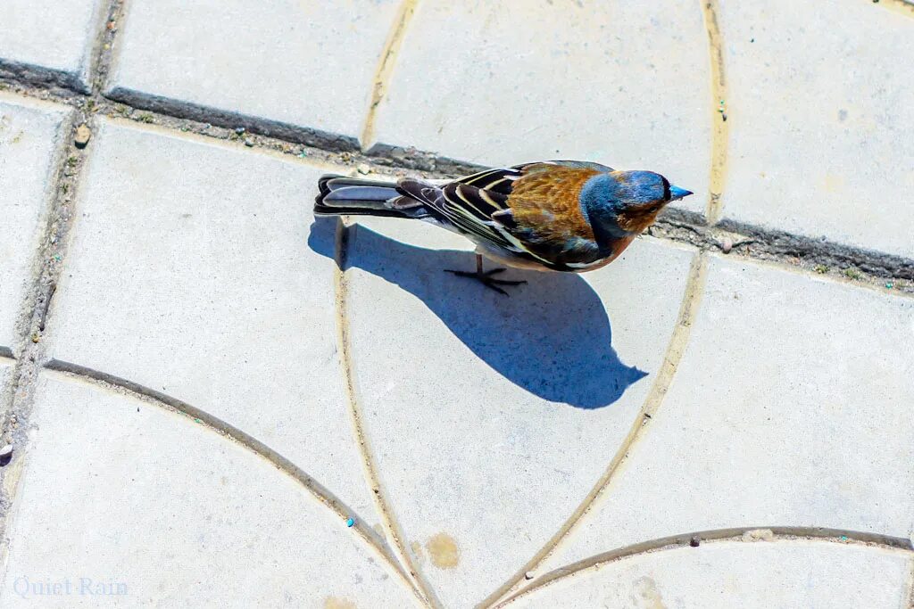 Разные формы слова синица. Птичка 3 разбор. Невеличка слепошарая. Определи тему текста синица. Птичка 3 разбор.