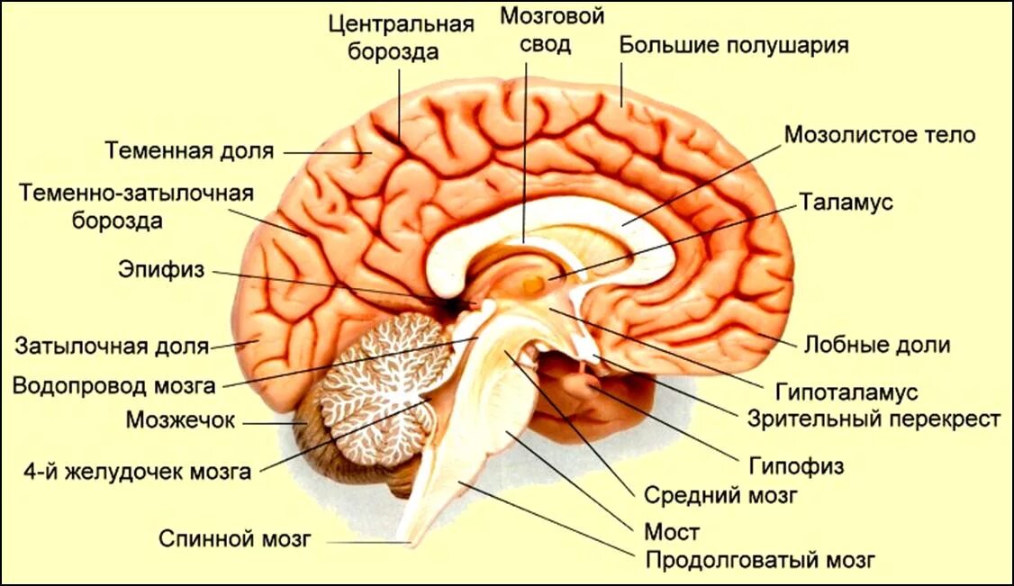 Пинеальная железа это. Эпифиз располагается в отделе головного мозга. Строение мозга человека эпифиз. Анатомия мозга шишковидная железа. Шишковидное тело строение анатомия.